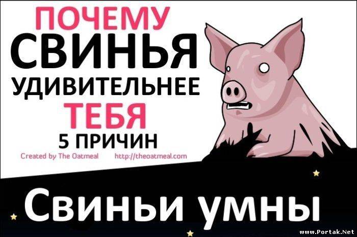 Потому что свинья. Плакат про свинство. Ты свинья. Здесь живут свиньи.
